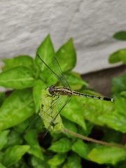 Diplacodes trivialis