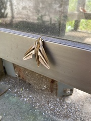 Theretra oldenlandiae