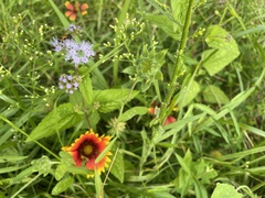Gaillardia pulchella