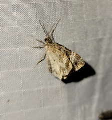 Epirrhoe alternata
