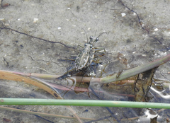 Ellipsoptera marginata