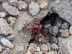 Pogonomyrmex subnitidus