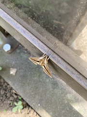 Theretra oldenlandiae