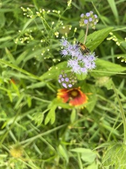 Gaillardia pulchella