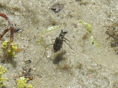 Ellipsoptera marginata