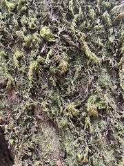 Dendroalsia abietina