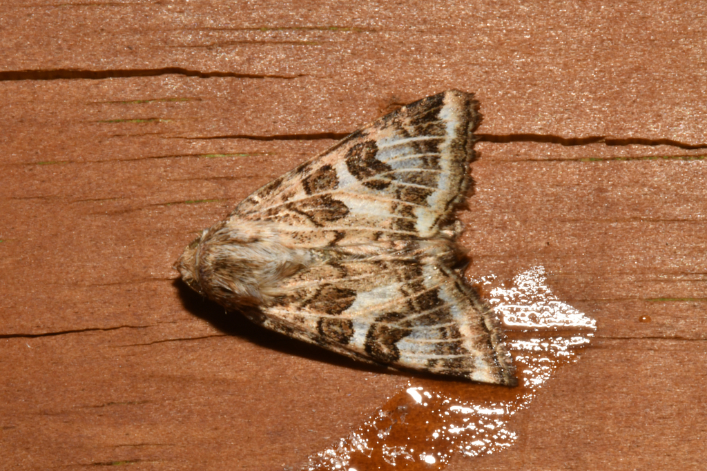 Protoschinia nuchalis