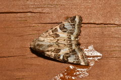 Protoschinia nuchalis