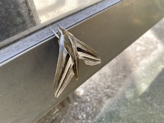 Theretra oldenlandiae