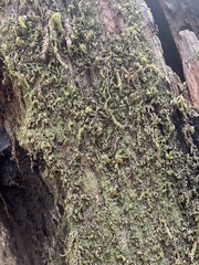 Dendroalsia abietina