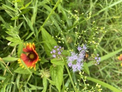 Gaillardia pulchella