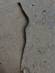 Thamnophis marcianus