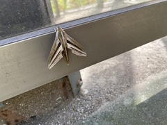 Theretra oldenlandiae