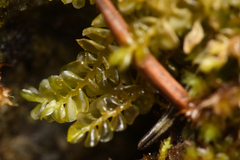 Plagiochila