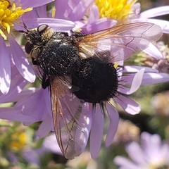 Tachinidae