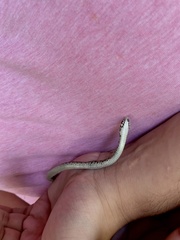 Thamnophis marcianus