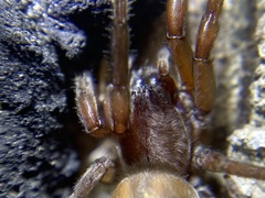 Teminius affinis