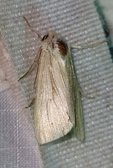 Mythimna oxygala