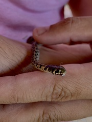 Thamnophis marcianus