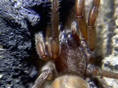 Teminius affinis