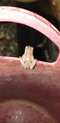 Litoria rubella