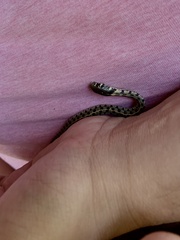 Thamnophis marcianus