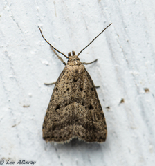 Hypenodes fractilinea