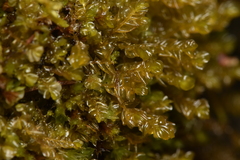 Plagiochila