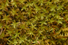 Syntrichia