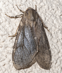 Pseudohemihyalea labecula