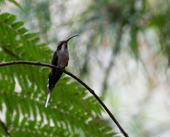 Phaethornis eurynome