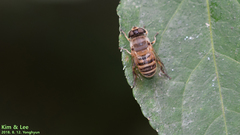 Eristalis cerealis
