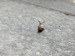 Gastropoda