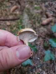 Sarcodon stereosarcinon