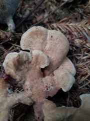 Sarcodon stereosarcinon