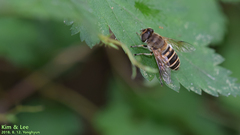 Eristalis cerealis
