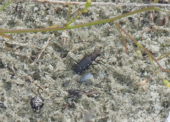 Cicindela punctulata