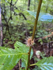 Akanthomyces tuberculatus