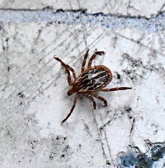 Amblyomma maculatum