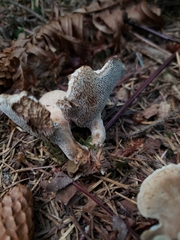 Sarcodon stereosarcinon