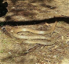 Pseudonaja textilis