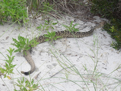 Crotalus adamanteus