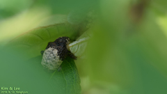 Sternuchopsis trifida