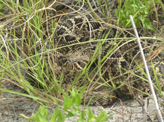 Crotalus adamanteus