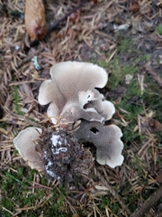 Sarcodon stereosarcinon