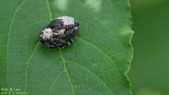 Sternuchopsis trifida