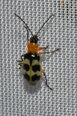 Paranapiacaba tricincta