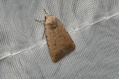 Caradrina montana