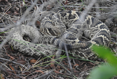 Crotalus adamanteus
