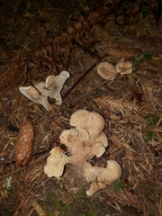 Sarcodon stereosarcinon